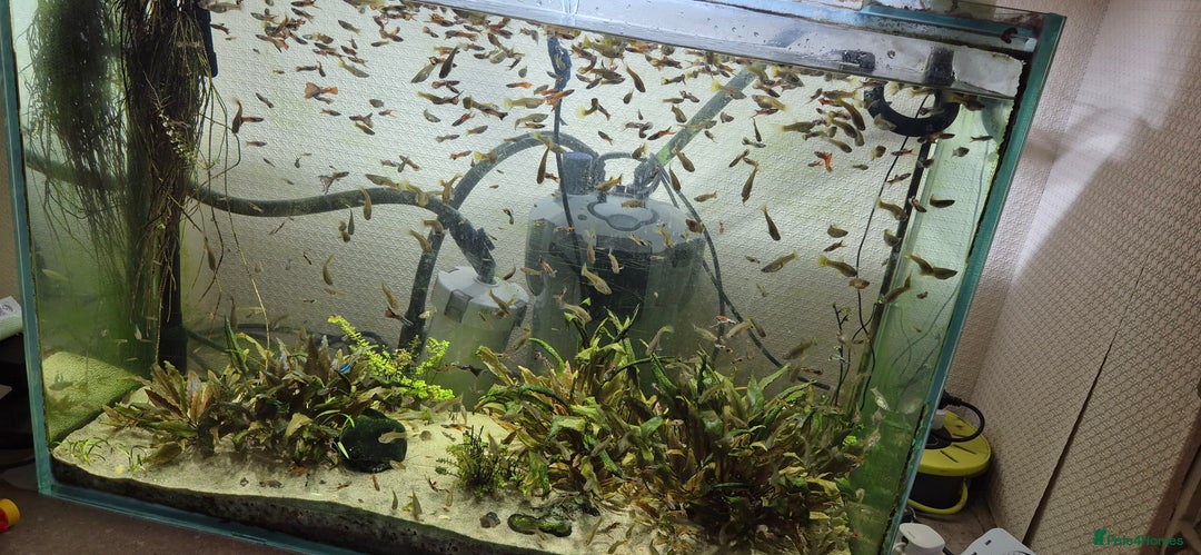 Other/Mixed Breed fish for sale: Beautiful Guppies for Sale price per one fish - Image 2