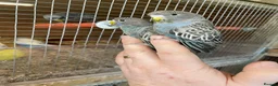 Budgerigars birds for sale: BLACKFACE SPLIT BLACKWING BUDGIES  - Advert 5