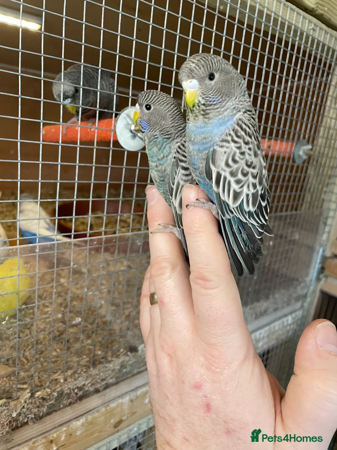 Budgerigars birds for sale: BLACKFACE SPLIT BLACKWING BUDGIES  - Advert 5