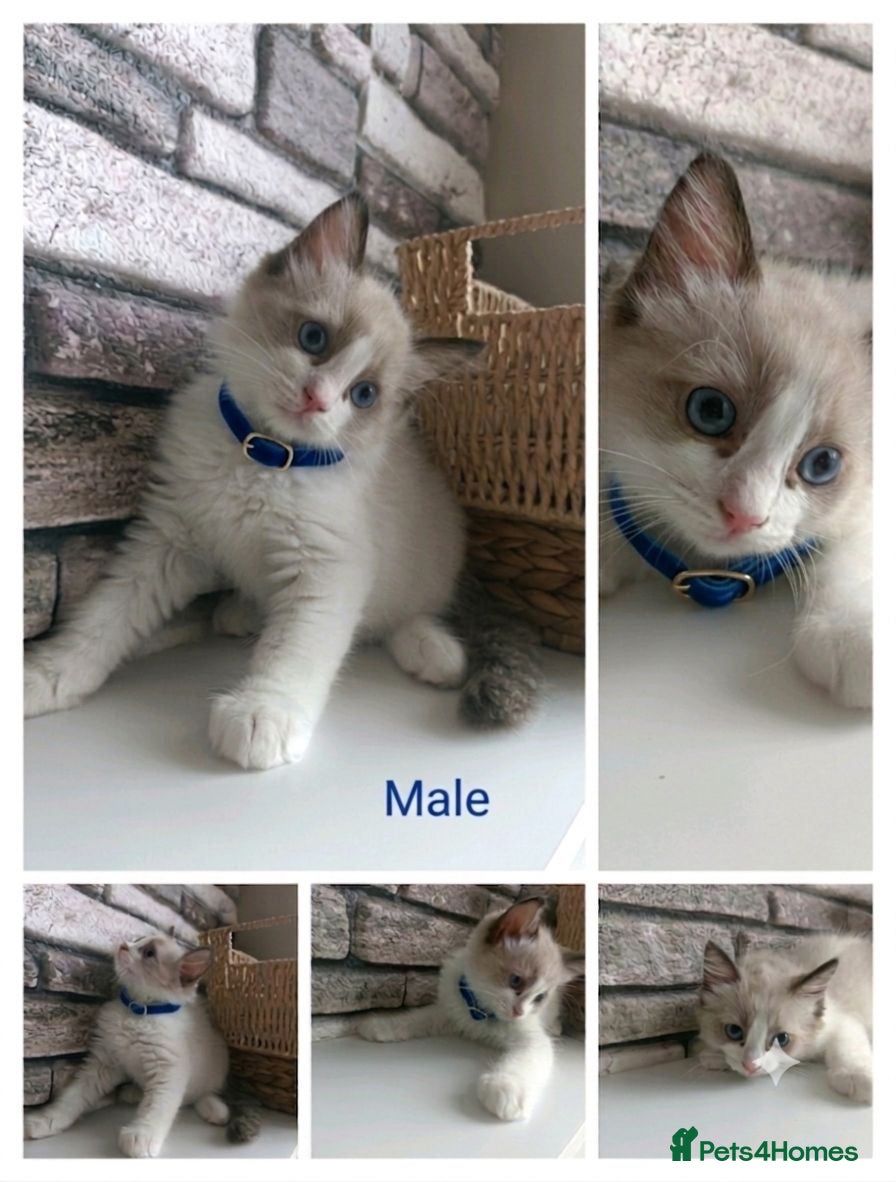 Ragdoll cats Pure ragdoll kitten ready to leave 🐾 - Advert 1