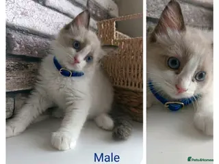 Ragdoll cats Pure ragdoll kitten ready to leave 🐾 - Advert 1