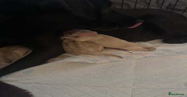 Labrador Retriever dogs Beautiful litter of Labrador Puppies! - Advert 2