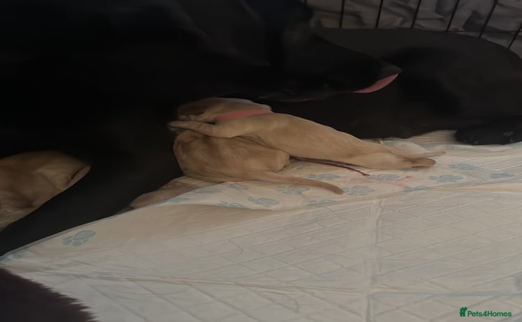 Labrador Retriever dogs - Advert 2