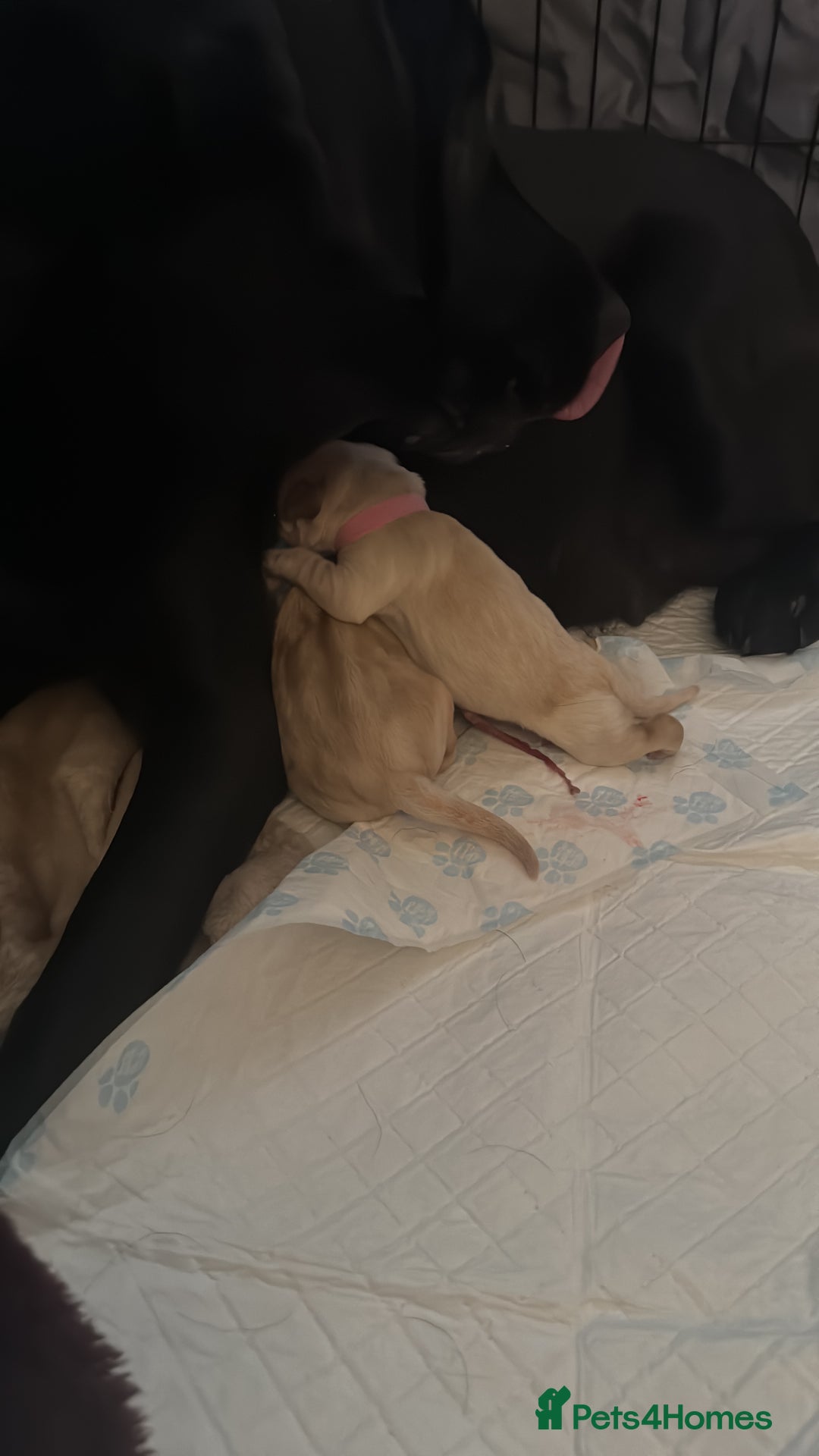 Labrador Retriever dogs for sale: 9 stunning Labrador puppies  - Image 1