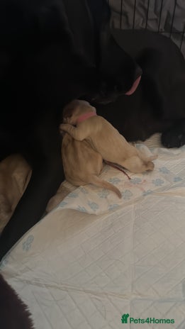 Labrador Retriever dogs - Advert 14