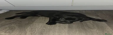 Labrador Retriever 2