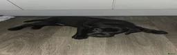 Labrador Retriever dogs for sale: Black lab puppies in Ipswich - Advert 5