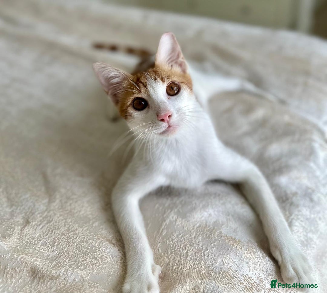 Arabian Mau cats for adoption: Male Kitten for Indoors Only Adoption - Image 8