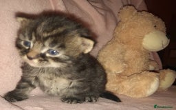 Norwegian Forest Cat cats for sale: Norwegian forest x kittens - Image 4