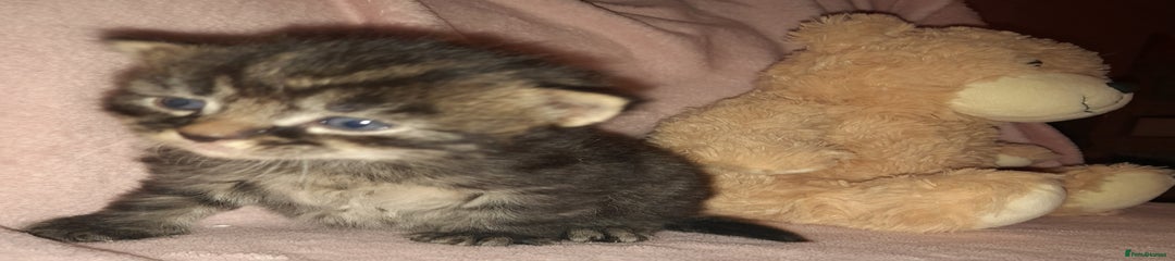 Norwegian Forest Cat Kitten 1