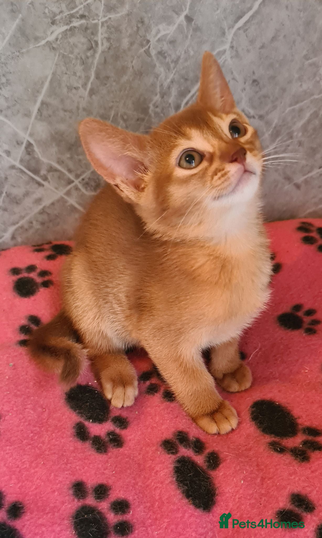 Abyssinian cats Pedigree tica reg Abyssinians - Advert 4