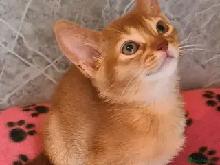 Abyssinian cats Pedigree tica reg Abyssinians - Advert 4