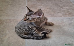 Devon Rex cats for sale: Devon Rex Kittens  - Image 1