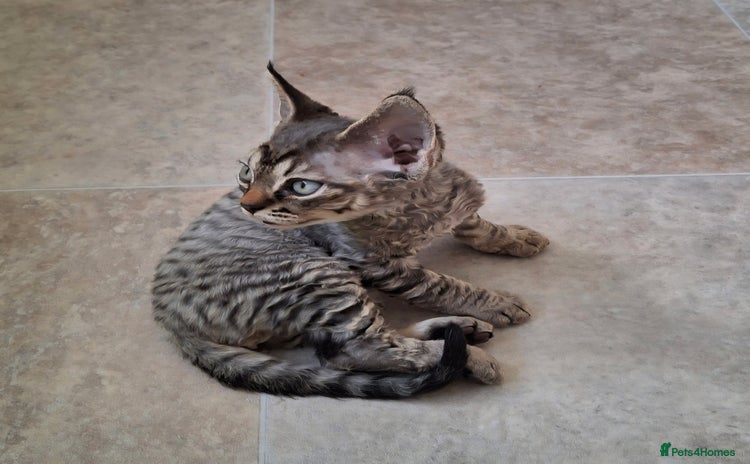 Devon Rex cats - Advert 2
