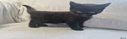Mixed Breed cats for sale: British short-hair cross kittens  in Saint Austell - Advert 12