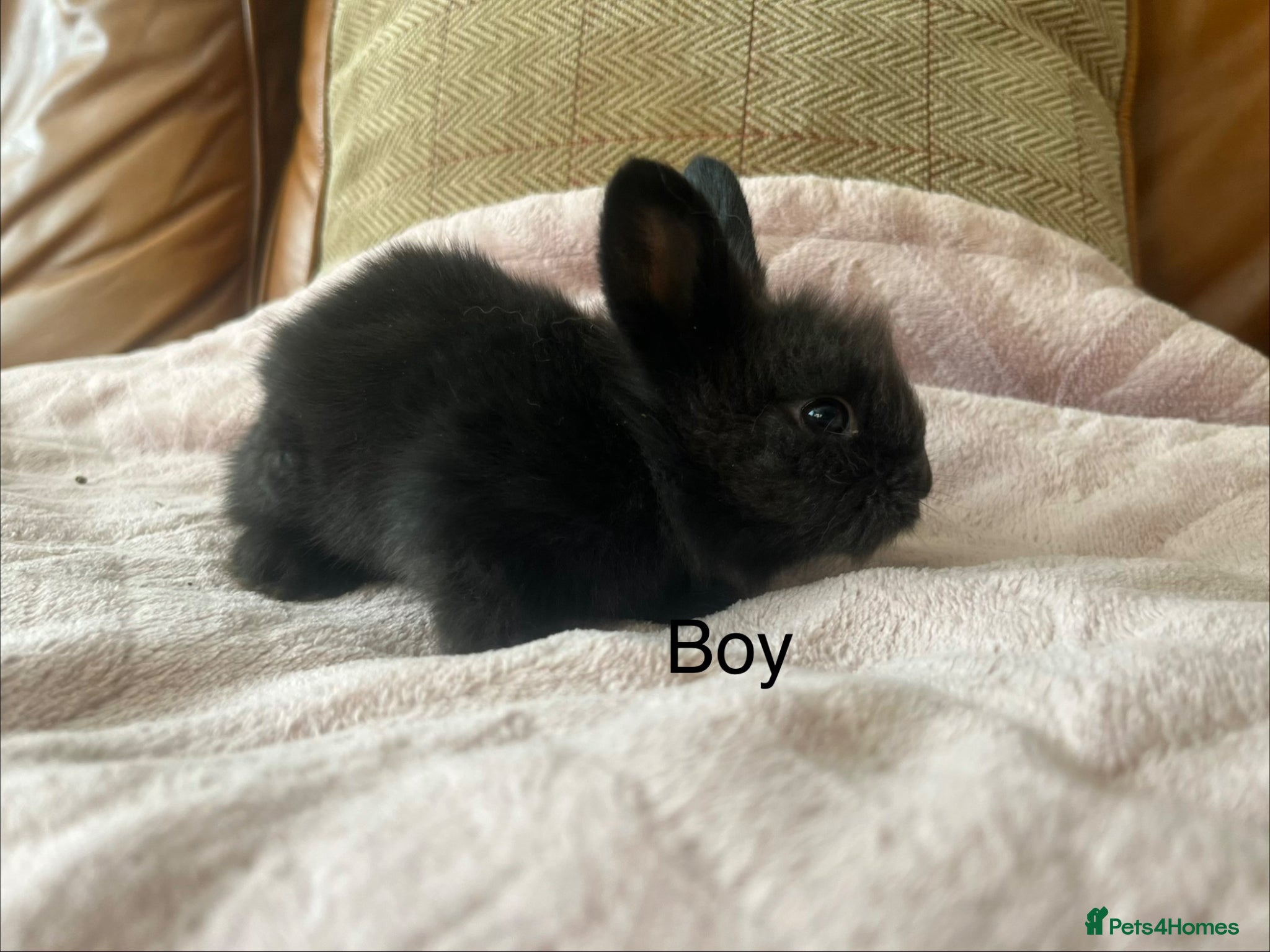 Lionhead rabbits Beautiful mini double maned lionheads bunnies  - Advert 2