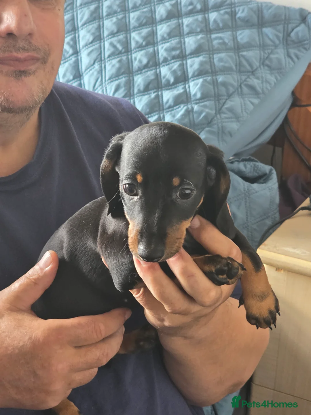 Dachshund dogs for sale: Outstanding Purebred Dachshunds: Health-Tested💎 - Advert 24
