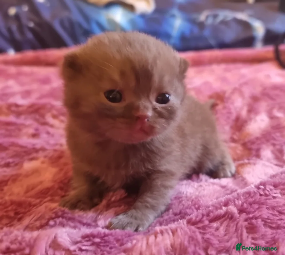 British Shorthair cats for sale: Pedigree Registered British Shorthair kittens   - Advert 20