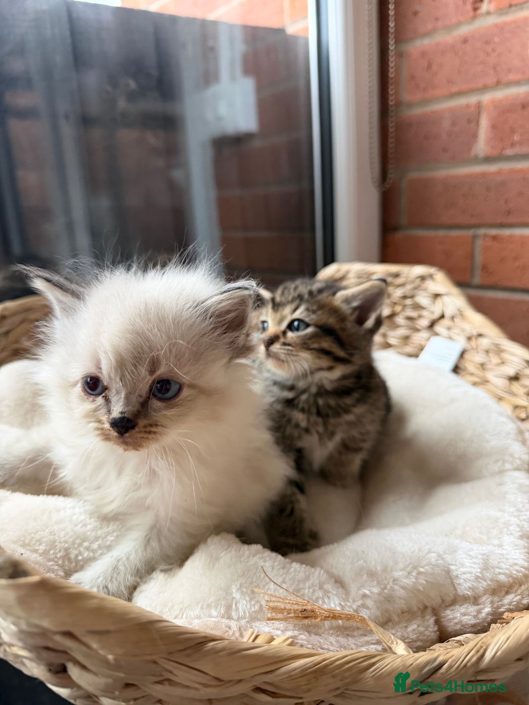 Mixed Breed cats for sale: Mixed breed Kittens - Advert 6