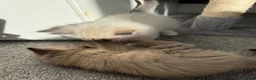 Ragdoll cats for sale:  Blue-Eyed Luxury Pedigree Kittens 🐾 in Grimsby - Advert 12