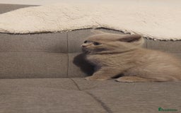 British Shorthair cats for sale: STUNNING BSH LILAC KITTENS 3 MALES/1 FEMALE  - Advert 7