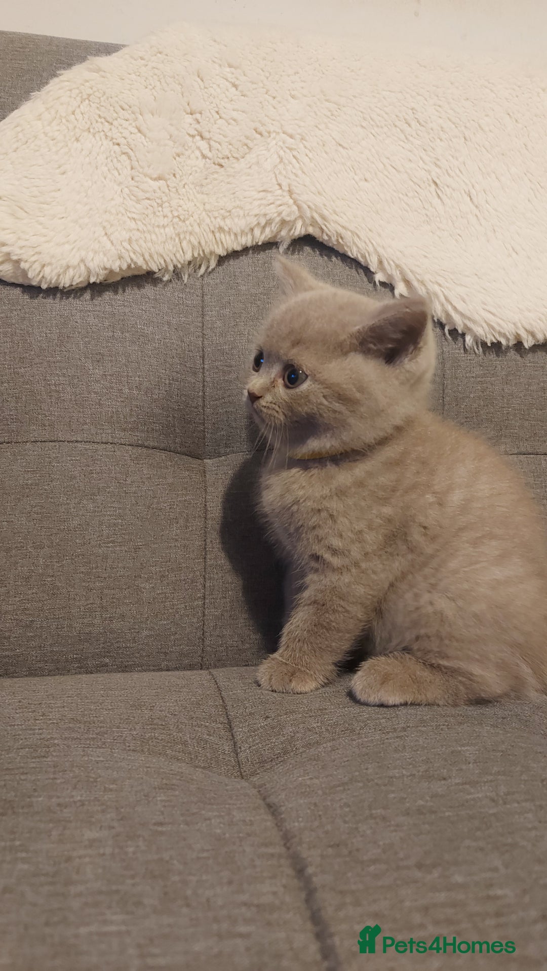 British Shorthair cats for sale: STUNNING BSH LILAC KITTENS 3 MALES/1 FEMALE  - Advert 7