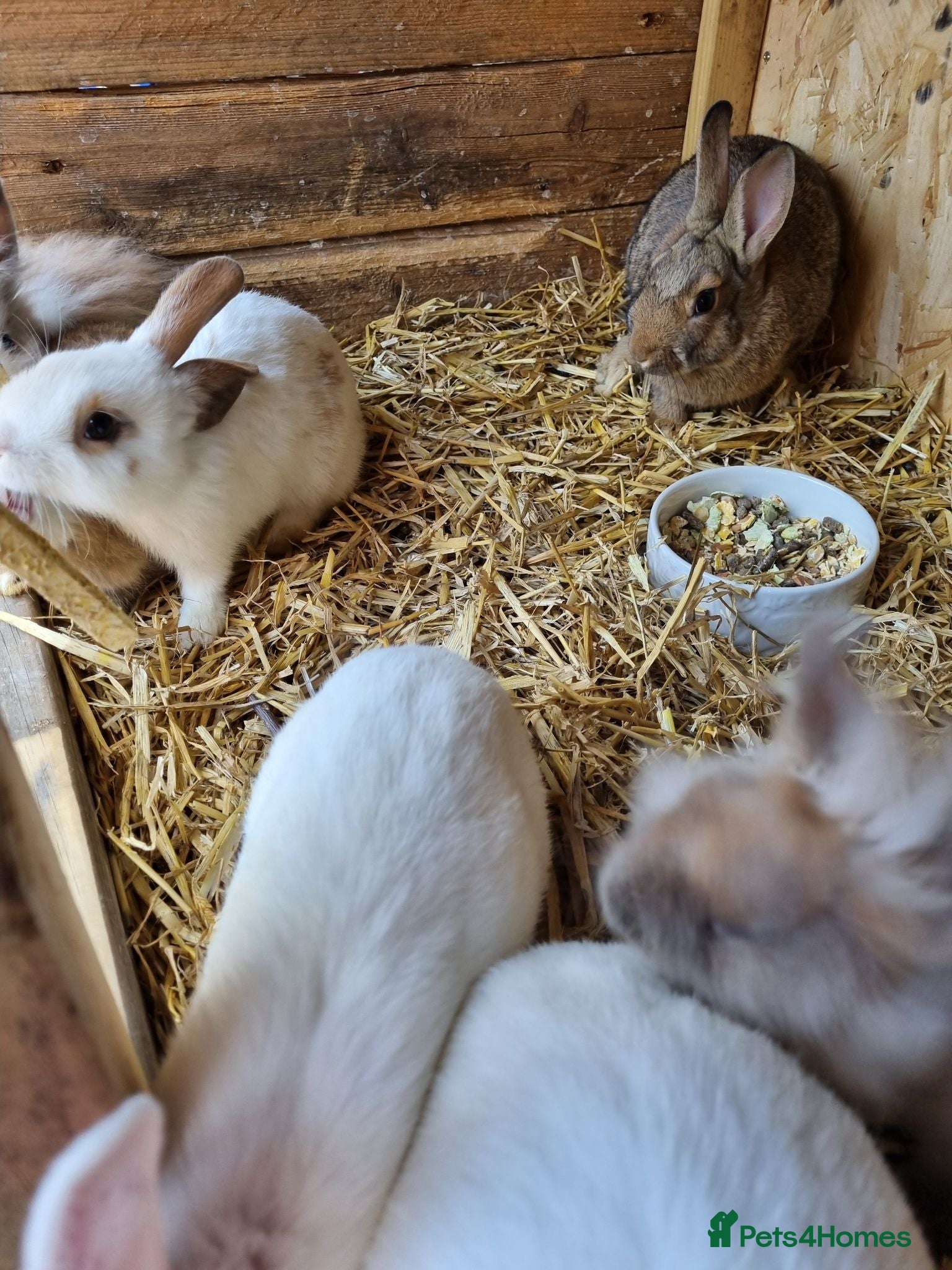 Mixed Breed rabbits Beautiful rabbits  - Advert 2