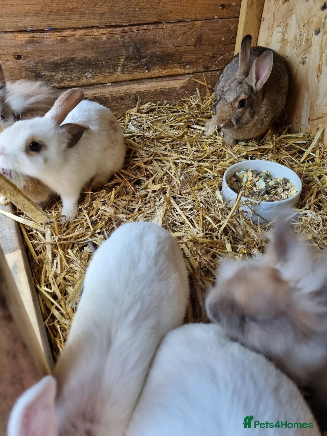 Mixed Breed rabbits for sale: Beautiful rabbits  - Advert 2