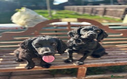 Cocker Spaniel dogs for sale: Super strong Kc registered working cocker spaniel  - Image 7