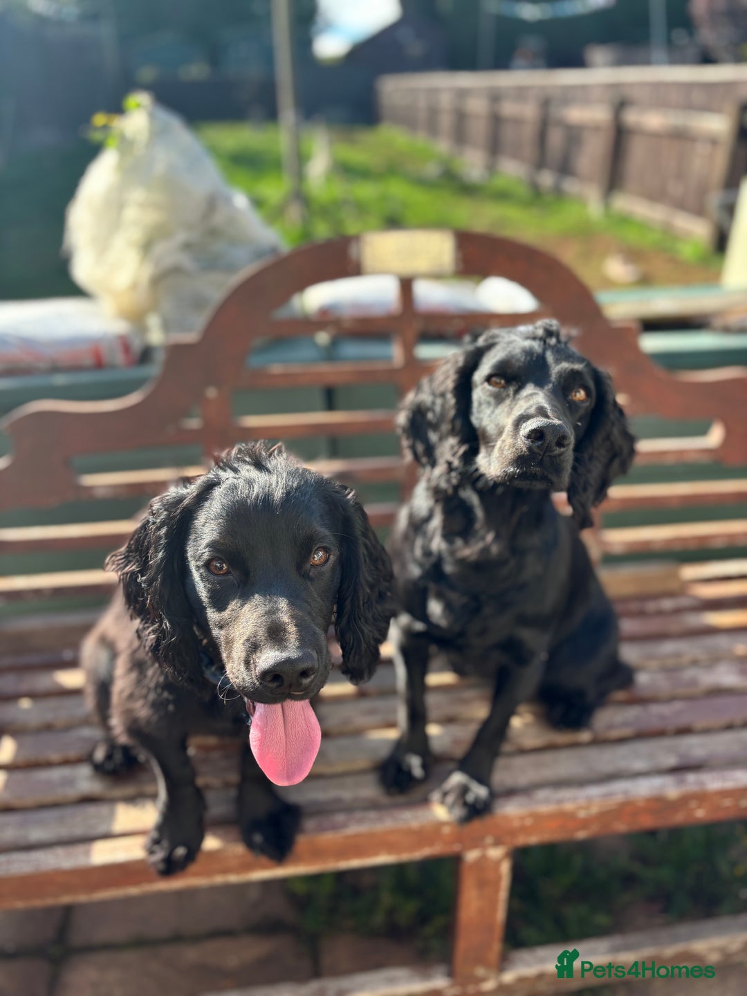 Cocker Spaniel dogs for sale: Super strong Kc registered working cocker spaniel  - Image 7