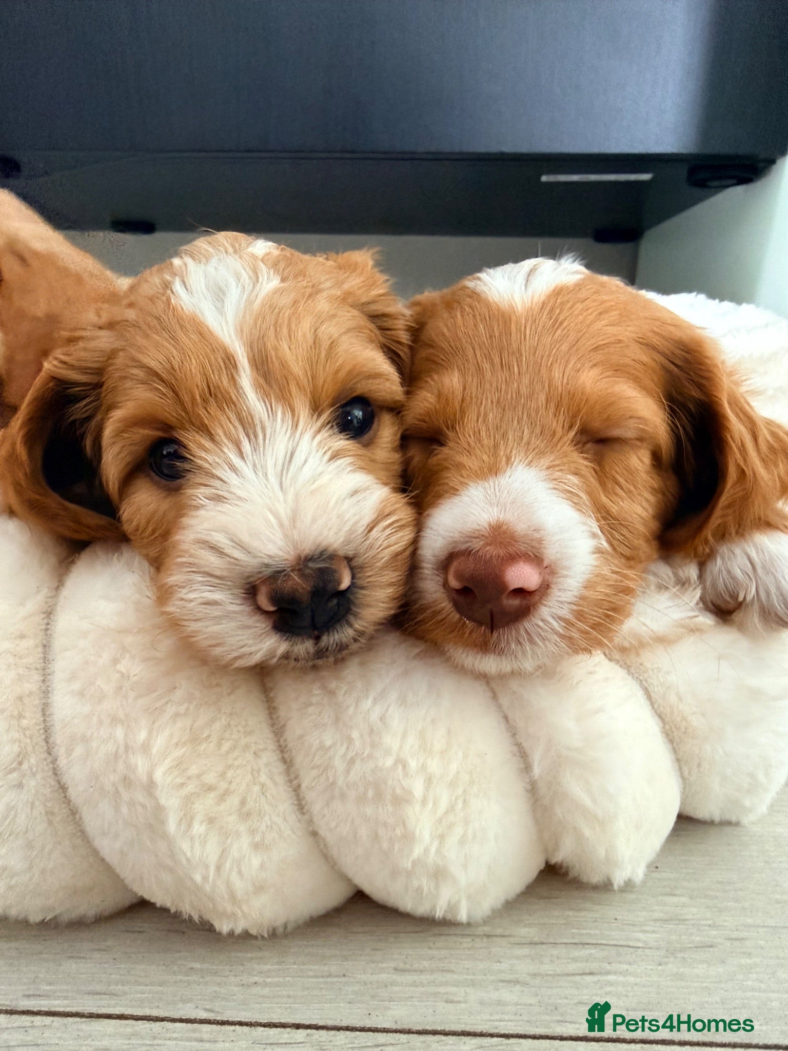 Mixed Breed dogs  Australian Labradoodle x Cockapoo Puppies  - Advert 1