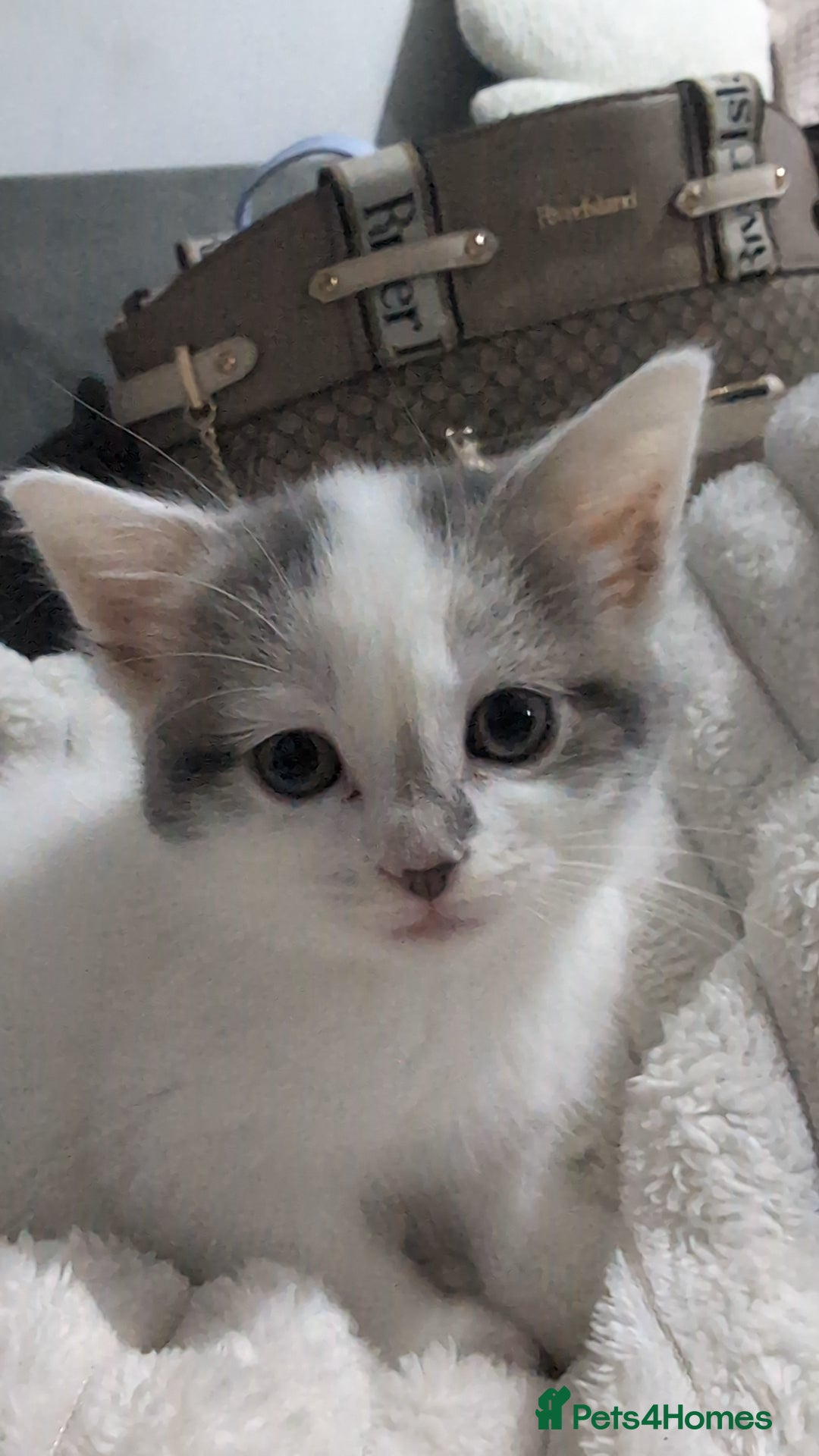 Mixed Breed cats Beautiful female kitten🐾 - Advert 3