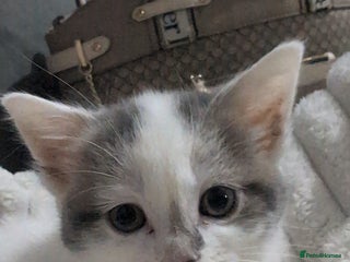 Mixed Breed cats Beautiful female kitten🐾 - Advert 3