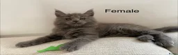 Maine Coon cats for sale: TICA Registered Maine Coon Kittens 1Male 2Females - Advert 14