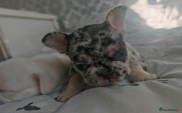 French Bulldog dogs for sale: French bulldog , merle, platinum, fluffy carriers. - Image 4