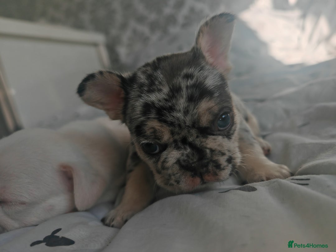 French Bulldog dogs for sale: French bulldog , merle, platinum, fluffy carriers. - Image 4