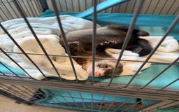 Ferret rodents for sale: 2 Male Ferrets with Full cage set up   - Image 2