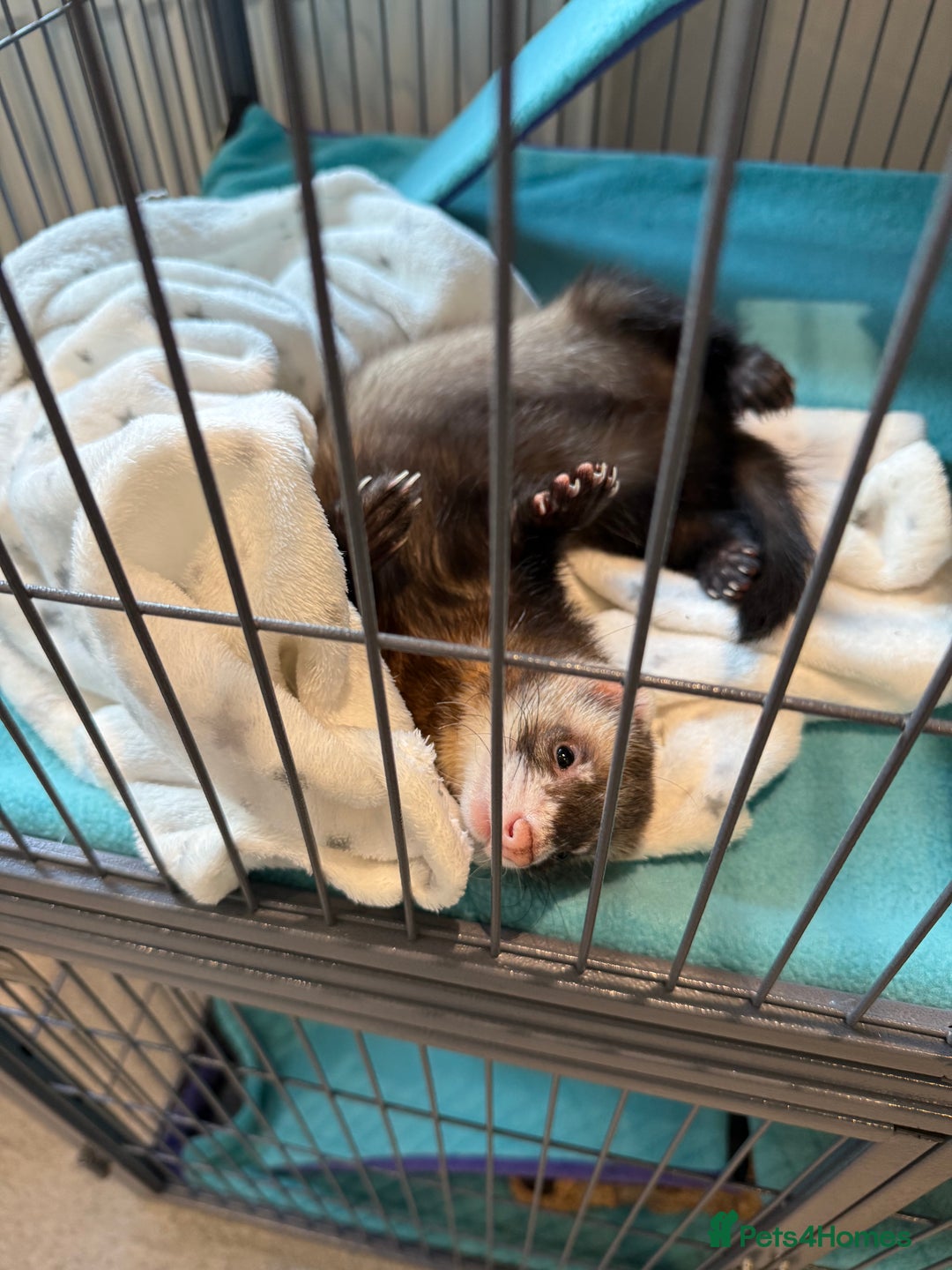 Ferret rodents for sale: 2 Male Ferrets with Full cage set up   - Image 2