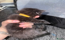 Mixed Breed cats for sale: mixed breed kittens for sale - Image 6