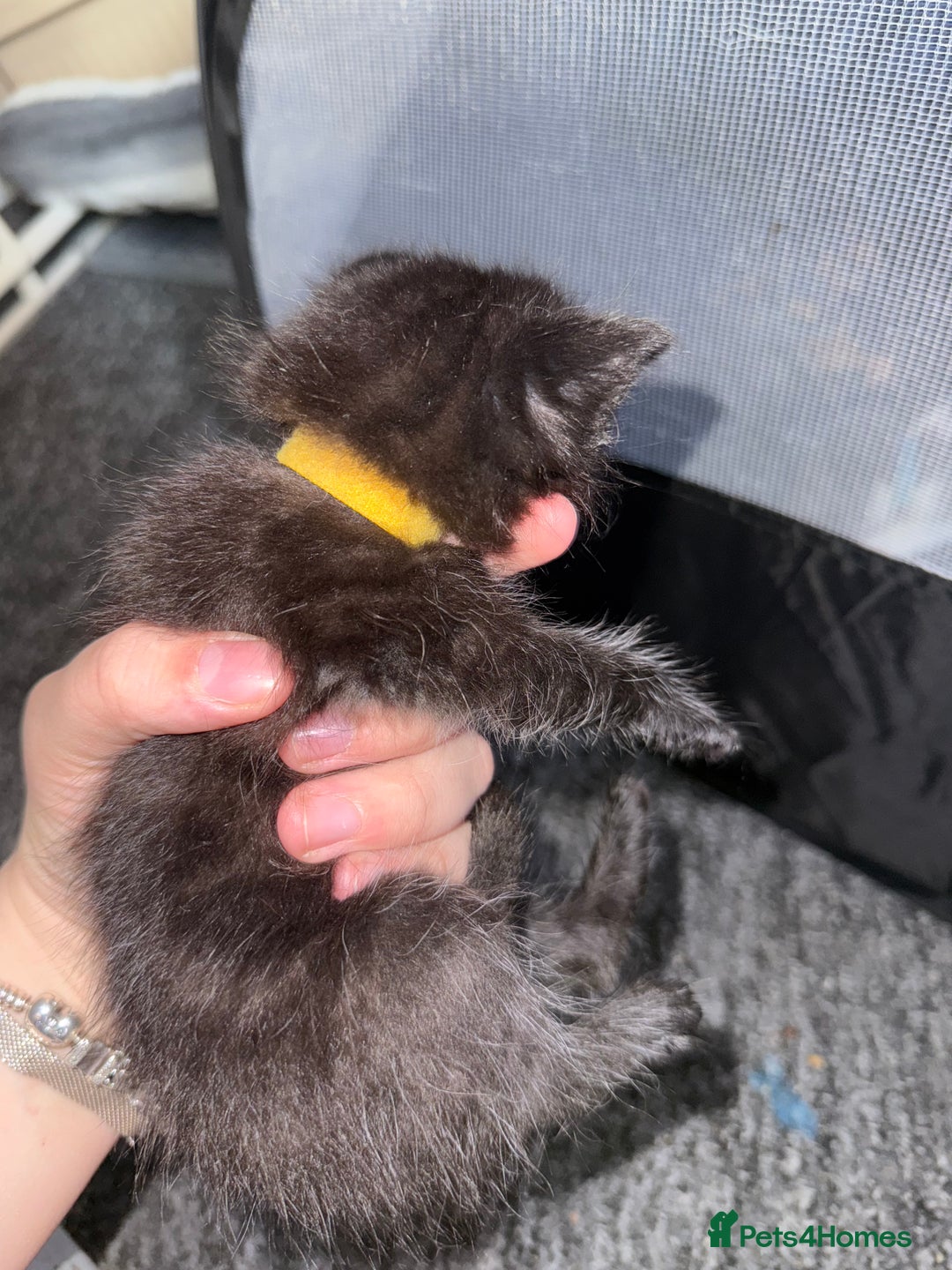 Mixed Breed cats for sale: mixed breed kittens for sale - Image 6
