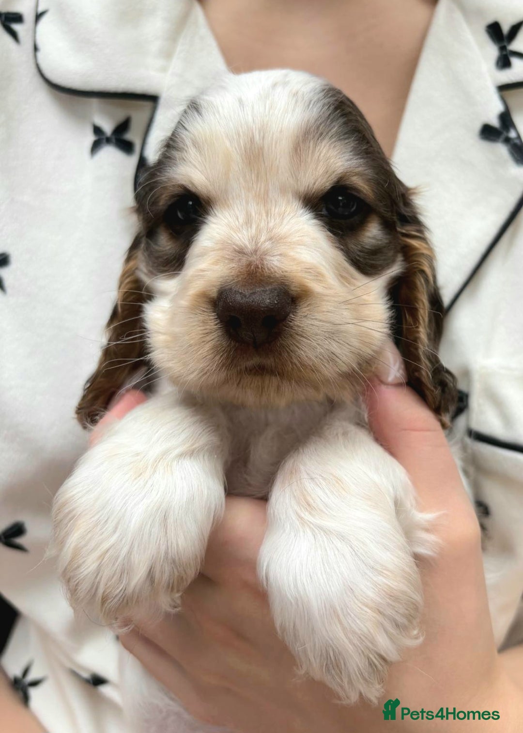 Cocker Spaniel dogs for sale: Stunning Show cocker spaniel puppies Health tested - Image 10