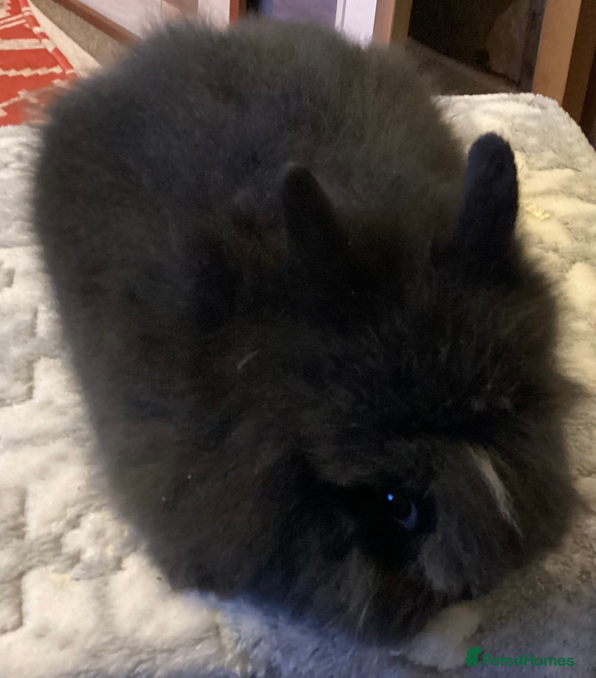 Lionhead rabbits Stunning DM lionheads baby rabbits - Advert 1