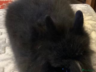 Lionhead rabbits Stunning DM lionheads baby rabbits - Advert 14