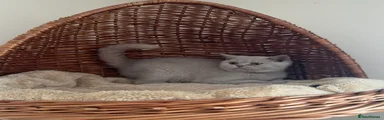 Fawn British Shorthair Female 