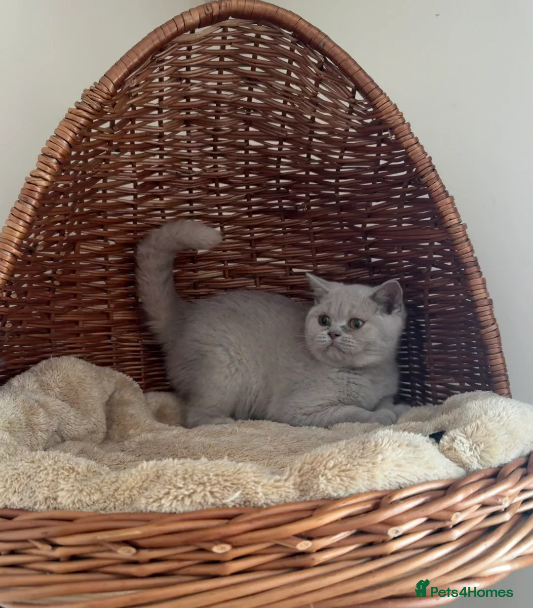 British Shorthair cats for sale: 🐾 Fawn British Shorthair  🐾 - Advert 2
