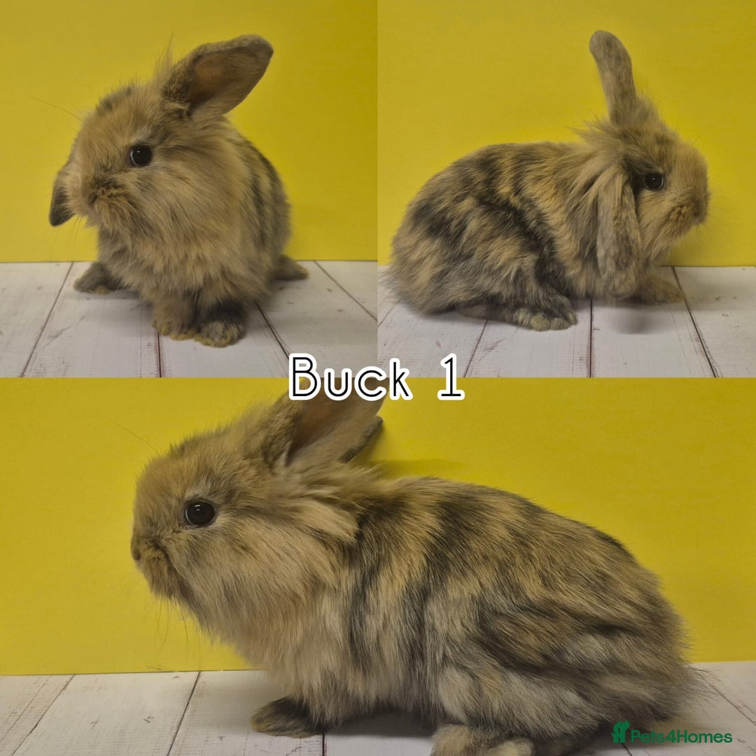 Mini Lion Lop rabbits for sale: Mini Lion Lops Ready in 2 weeks 🩷🩵 - Advert 11