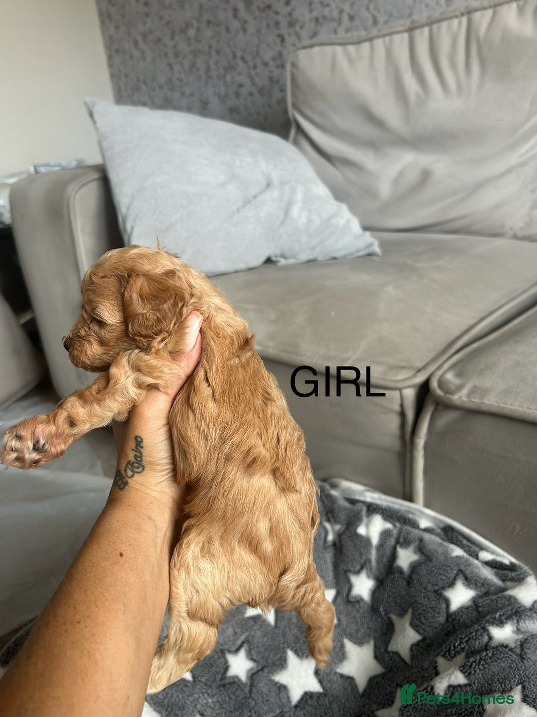 Cockapoo dogs for sale: Beautiful litter of tiny chunky Cockapoo puppies  - Image 17