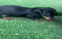 Miniature Dachshund dogs for sale: 4 adorable miniature dachshund puppies  - Image 14