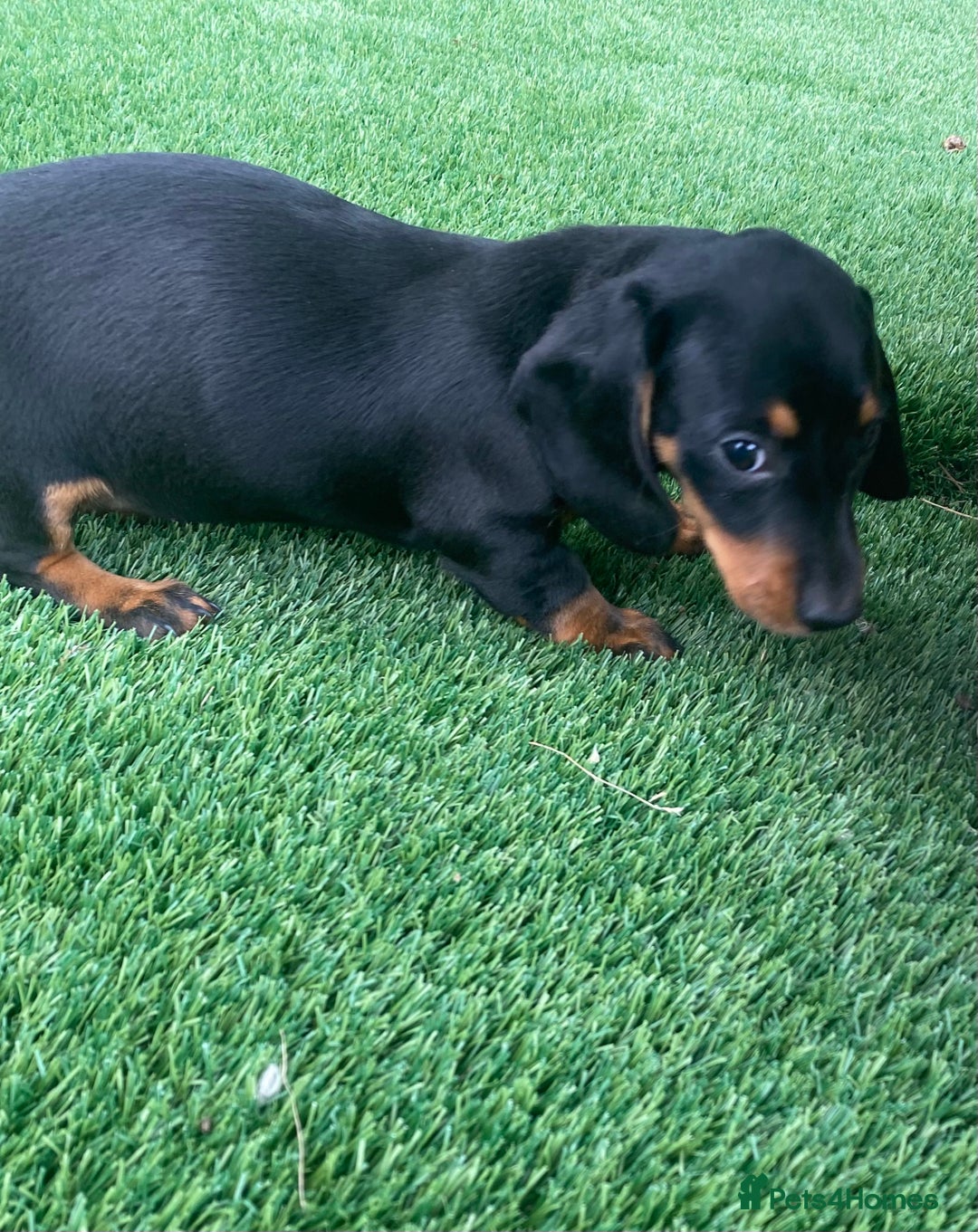 Miniature Dachshund dogs for sale: 4 adorable miniature dachshund puppies  - Image 14