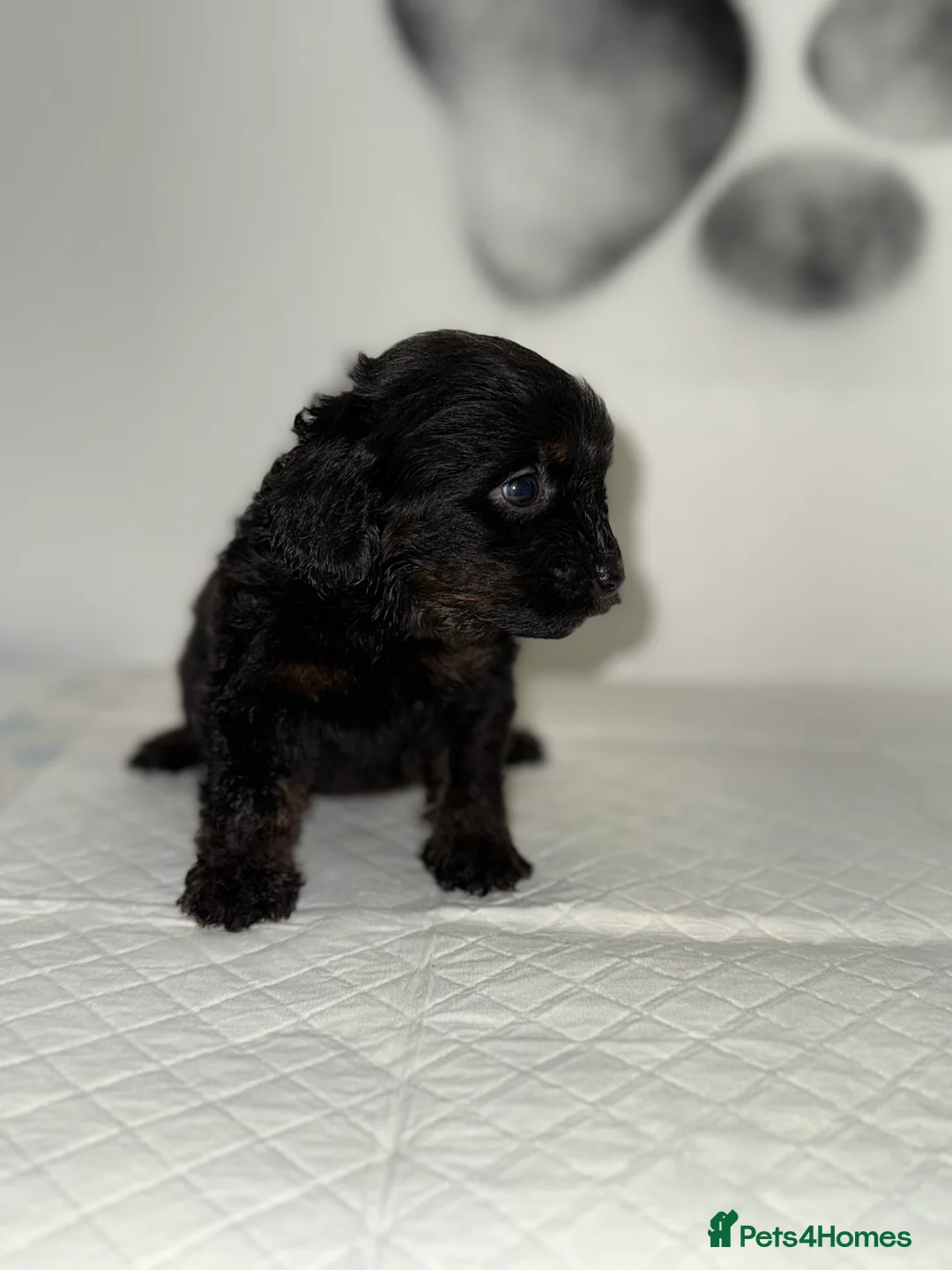 Cockapoo dogs for sale: 8 F1 Cockapoos available  - Advert 7